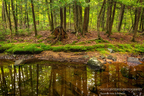 Creek in August with reflections, '26 2