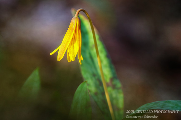 Trout Lily, yellow