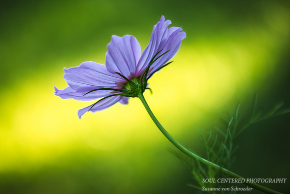 Cosmos, pink 2