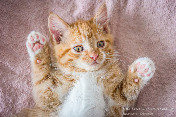 Surya, 9 wks old