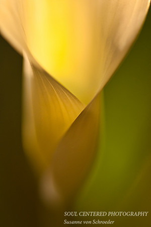 Calla