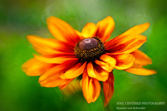 Rudbeckia, yellow & red