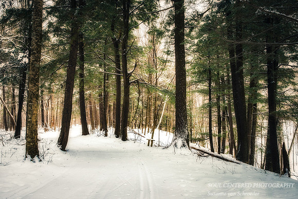 Hemlock trees
