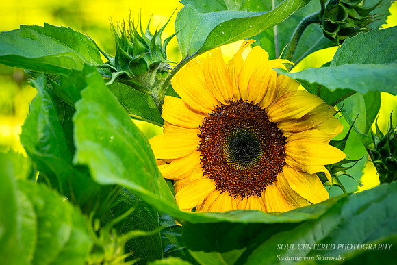 Sunflower, '26 2