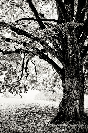 Linden Tree