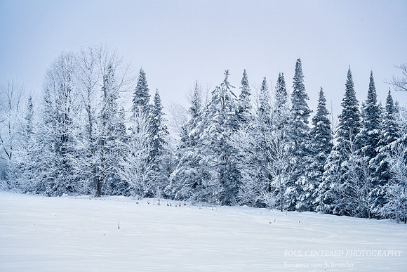 Frosted landscape, monochrome