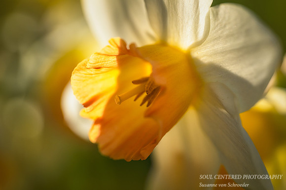 Daffodil, orange & white 1