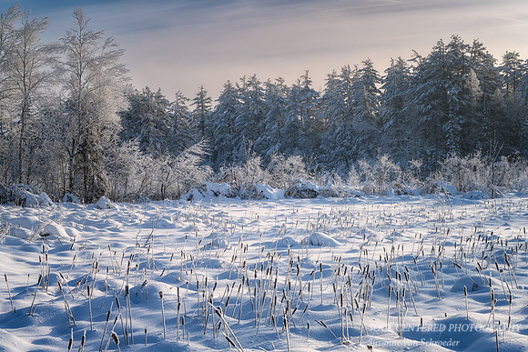 Frosted landscape with cattails
