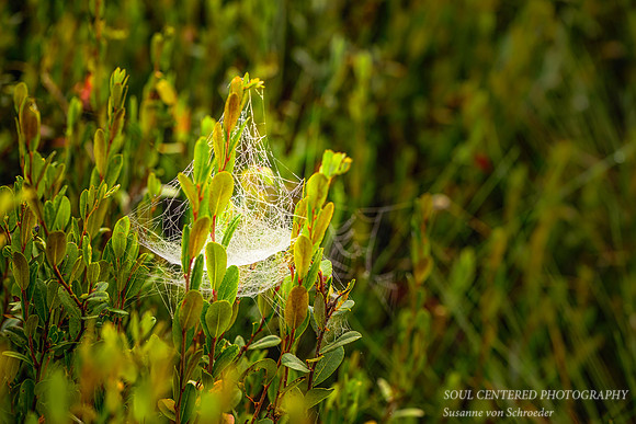 a fairy hammock
