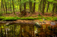 Creek in August with reflections, '26 2