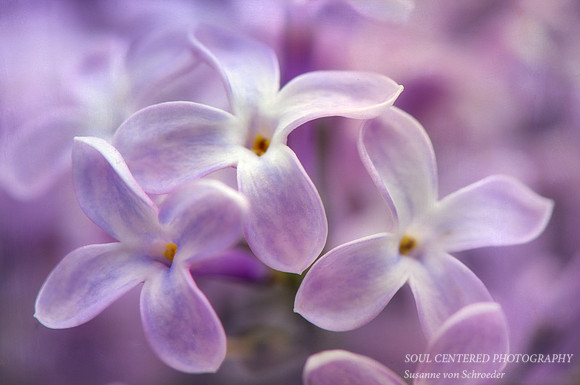 Lilac Blossom, macro