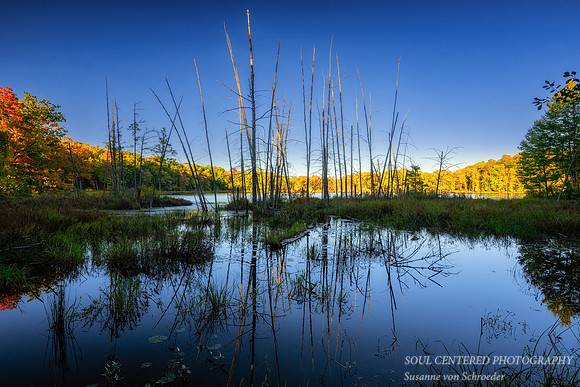 Fall colors and dead trees at Perch lake, Sept. '26