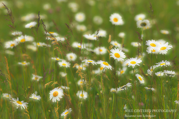 Daisy field, soft