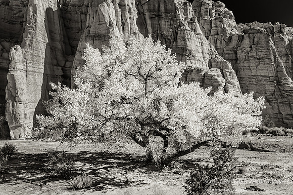 Cottonwood Tree