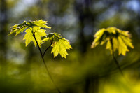 Maple leaves, Spring '26 1