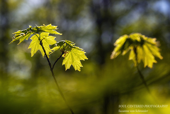 Maple leaves, Spring '26 1