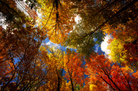 Colorful tree canopy, Sept. '26 1