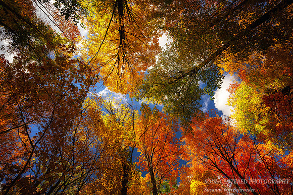Colorful tree canopy, Sept. '26 1