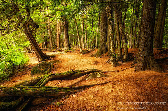 Trees, Slough Gundi 2