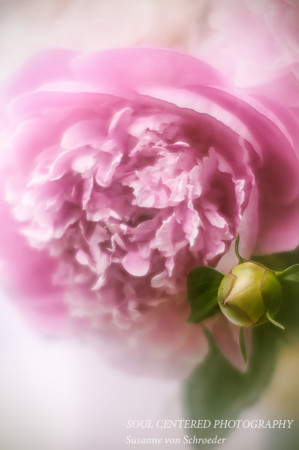 Peony pink, LB