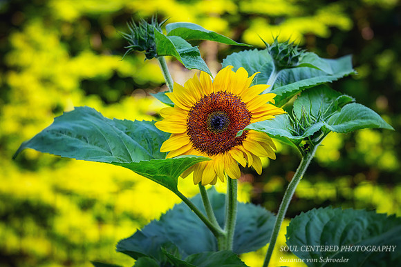 Sunflower, '26 1