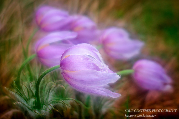 Pasque Flower, Lensbaby 1