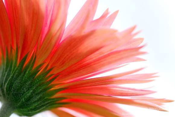 Gerbera, high key 1