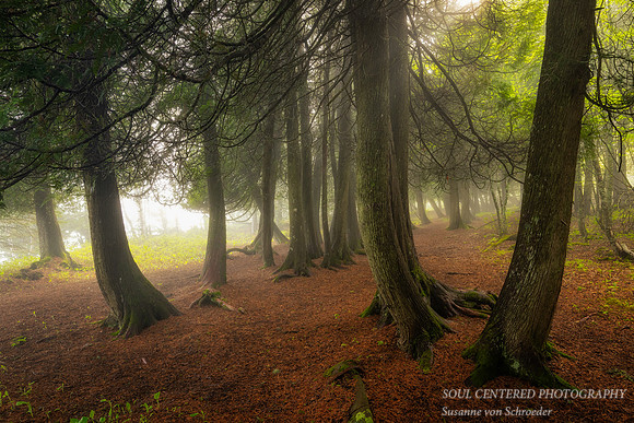 Cedar trees in fog, June '24 2