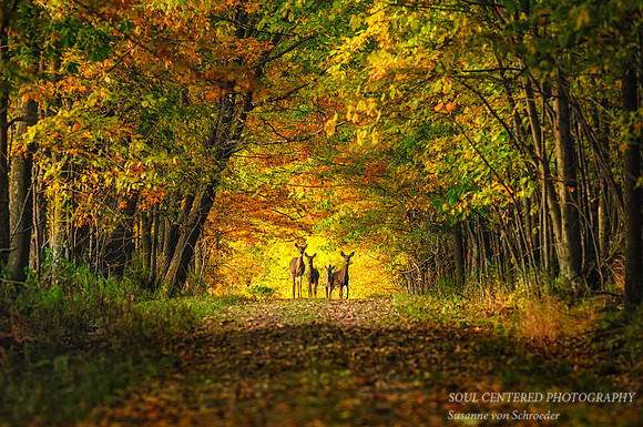 Deer family in the woods