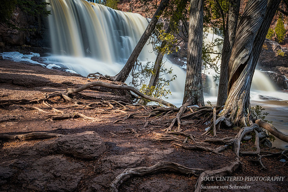 Cedar trees with Gooseberry Middle Falls