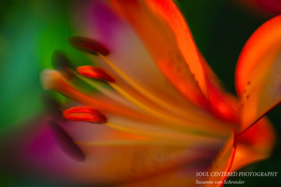 Lily colors