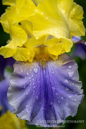 Iris, yellow & blue, with rain drops