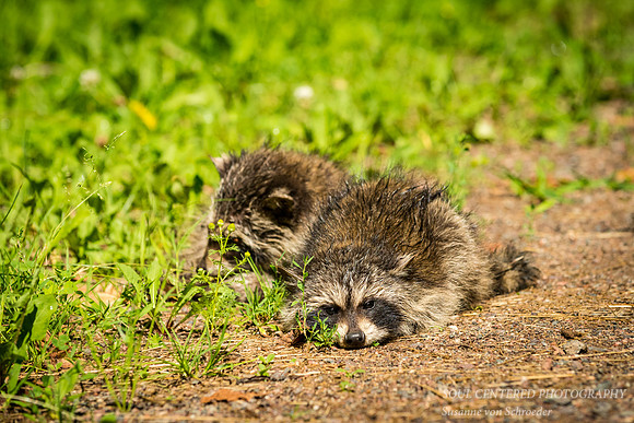 Baby raccoons napping