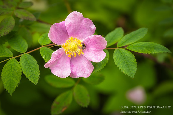 Wild Rose with a fly
