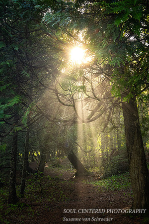 Light in foggy forest scene, June '24 4