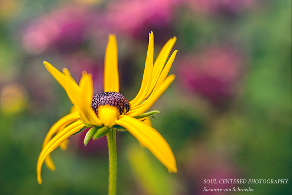 Rudbeckia, "undecided"