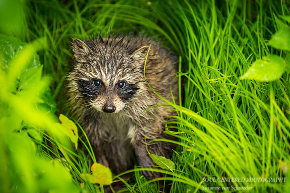 A wet baby raccoon