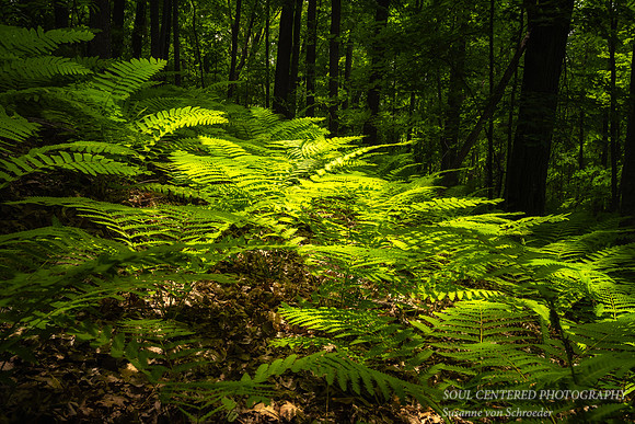 Sunlit ferns