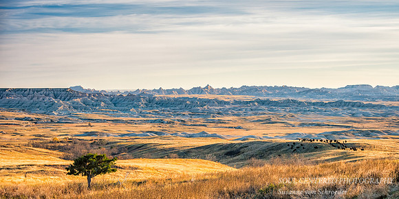 Bison herd, panorama