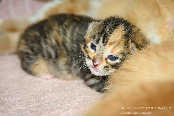 Kitten, Indigo 1