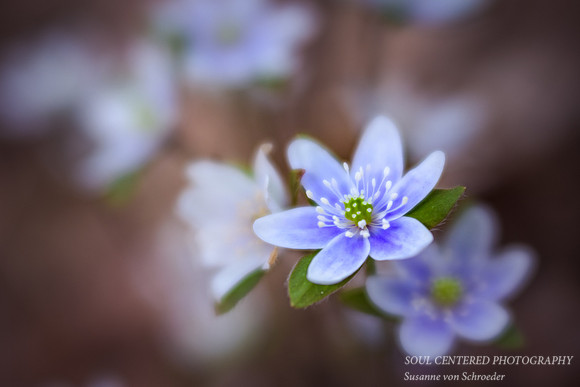 Hepaticas 3