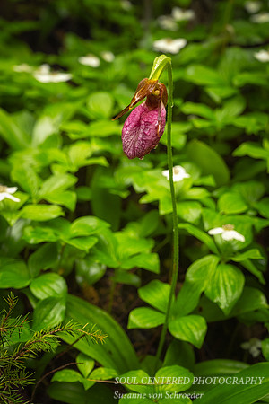 Pink Lady Slippers with Bunchberries
