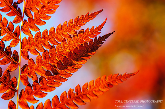 Fern, fall colors
