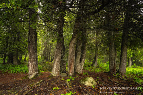 A group of Cedar Trees, June 2023 2