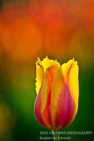 Tulips yell & pink