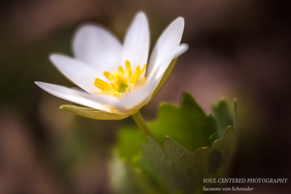 Bloodroot 1