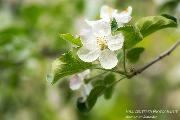 Apple blossoms, May '23 1
