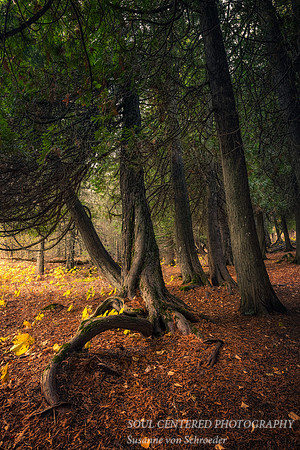 Cedar Trees, November 2021 2