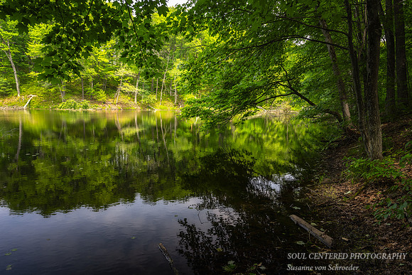 Forest lake with reflections 1