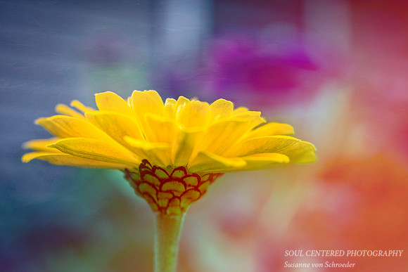 Yellow Zinnia, painterly